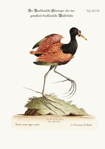 Spur-winged vesikana Brasiliassa, 1749-73